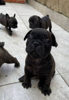 Filhotes De Bulldog Franc�s