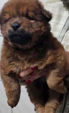 Filhotes De Chow Chow