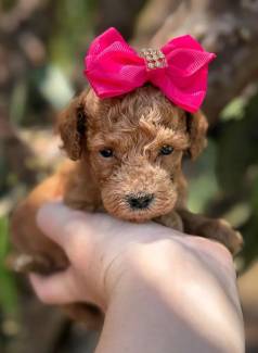 Poodle Toy Red Lindos Filhotes Vacinado