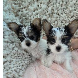 Biewer Yorkshire A La Pom Pom