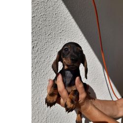 Teckel Fmea Super Miniatura de Plo curto