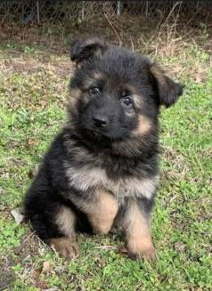 Pastor Alemao/ Pelos Longos , Adquira Com Seguran�a