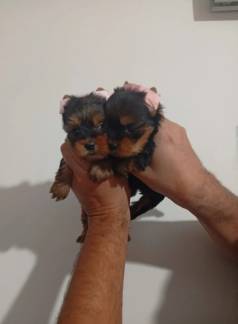 Yorkshire: O C�ozinho Que Vai Derreter Seu Cora��o