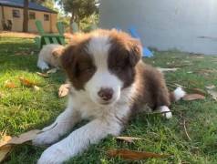 Border Collie - Transforme Sua Casa Em Um Lar Com Um Filhote