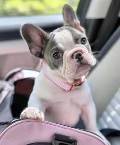 Filhote De Bulldog Franc�s Te Amar E Jamais Re Abandonar