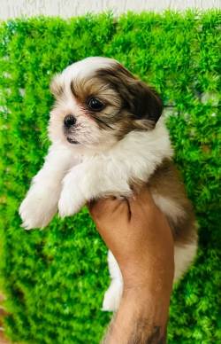 Shih Tzu Filhotes Mini