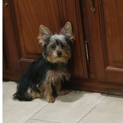 Yorkshire terrier puro