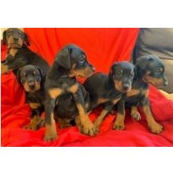Machos e fmeas cachorros Doberman disponveis