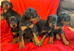 Machos e f�meas cachorros Doberman dispon�veis