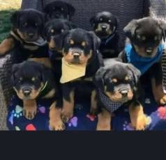 Rottweiler Eleg�ncia Em Um C�ozinho