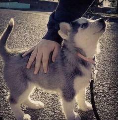 Filhote Husky Siberiano Te Ama Rico Ou Pobre
