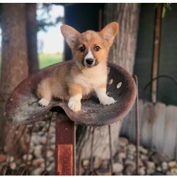 Cardigan Welsh Corgi