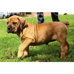 Boerboel