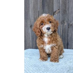 Cavapoo