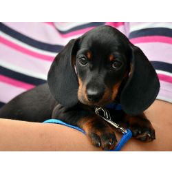 Compro filhote de Cofap salsicha