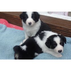 Muito meigos cachorros Border Collie