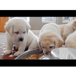 Ninhada cachorros Retriever do Labrador