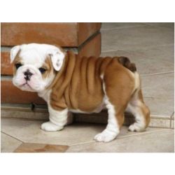 Cachorros Bulldog Ingls