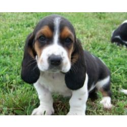 Lindos cachorrinhos Basset Hound
