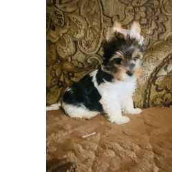 Biewer Yorkshire A La Pom Pom