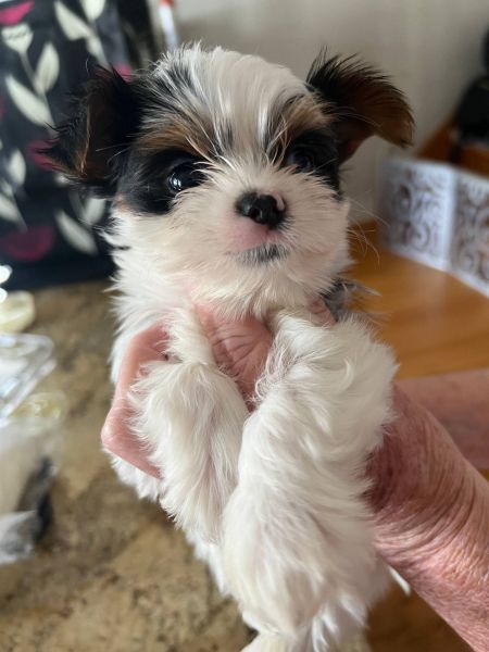 Biewer Yorkshire A La Pom Pom