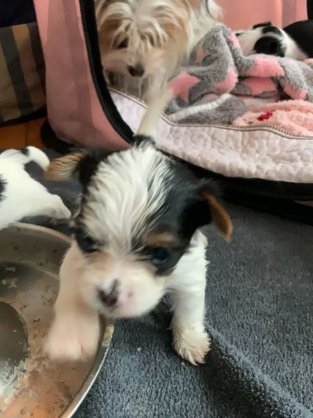 Biewer Yorkshire A La Pom Pom