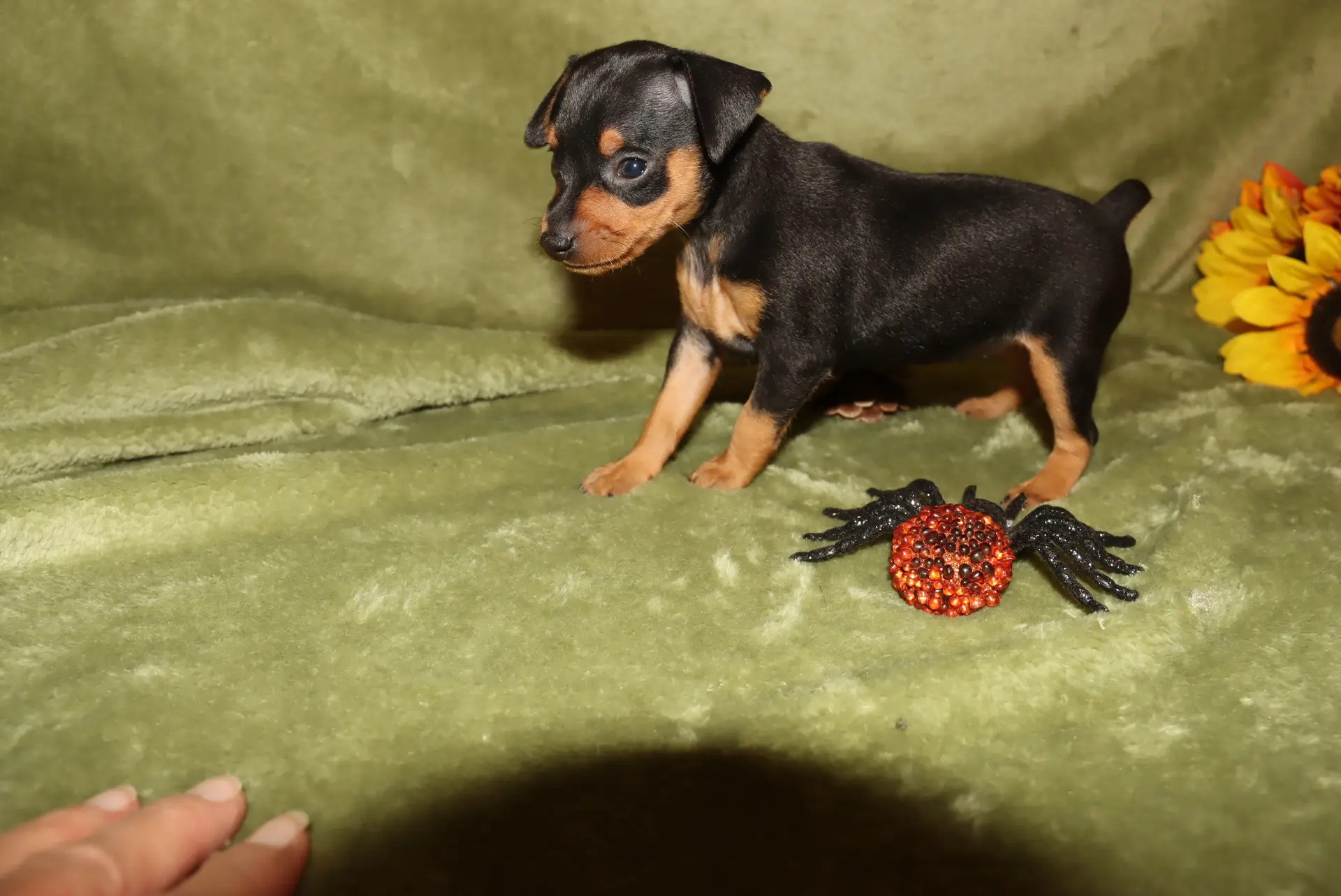Pinscher Miniatura