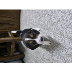 Beagle de ra�a pura