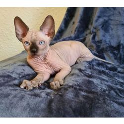 Macho e fmea gatinhos Sphynx