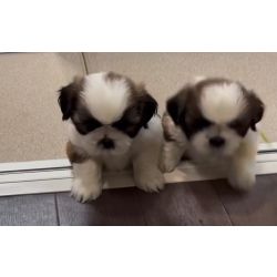 Filhotes de mini shih tzu tricolores em promo��o em Bh