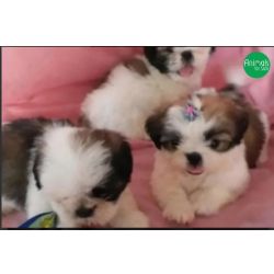 Filhotes lhasa apso miniaturas