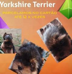 Yorkshire: Pequeno, Carinhoso E Cheio De Charme!