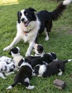 Border Collie Filhote Inteligente E Ativo