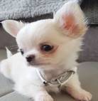 Chihuahua Os Menorzinhos