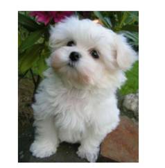 Malt�s Lindos Filhotes Branquinhos