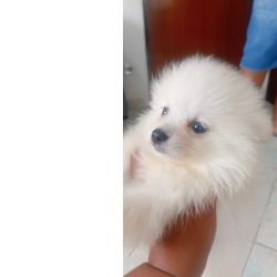 Filhotes de SPITZ ALEM�O