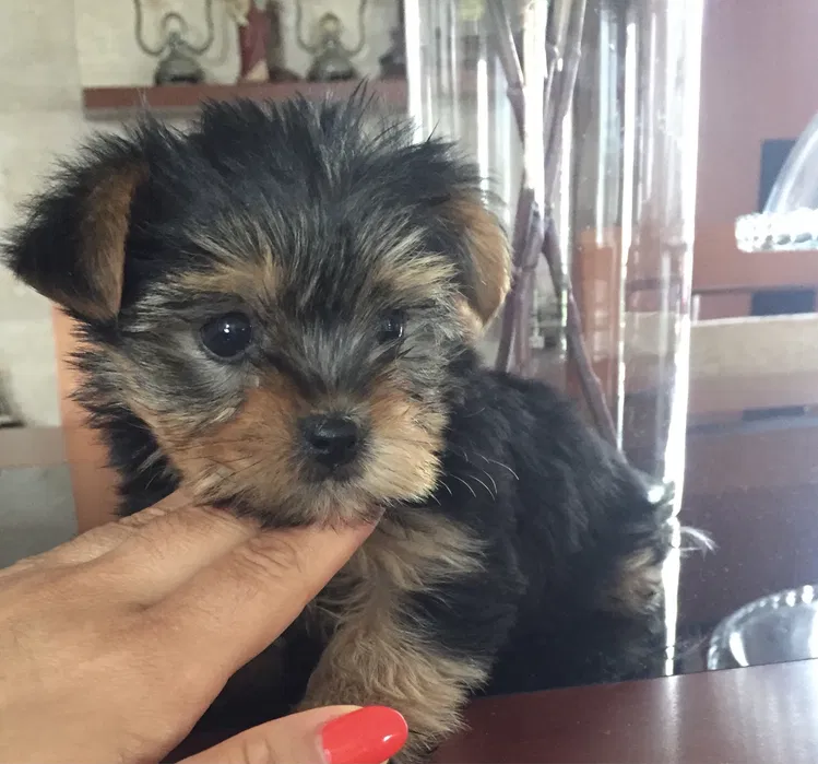 Yorkshire terrier Super Mini Fofo Exelenfte ATENO PREO S HO