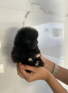 Vendo Filhotes De Lulu   Linhagem Leg�tima