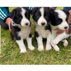 Lindos cachorros Border Collie prontos para adoo