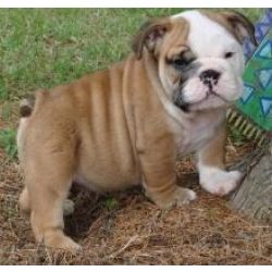 Cachorros robustos de Bulldog Ingls disponveis