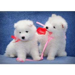 Machos e f�meas cachorros Samoiedo dispon�veis
