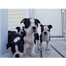 Cachorros Boston Terrier disponivel