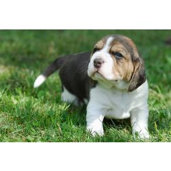 Cachorros Beagle Tricolor disponveis