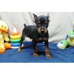 Cachorros Pinscher Miniatura