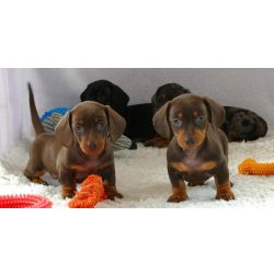 Cachorros Teckel em miniatura