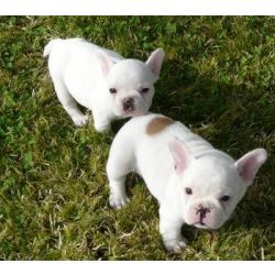 Cachorros robustos de Buldogue Francs disponveis
