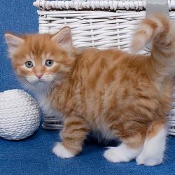 Um adorvel par de gatinhos siberianos bem treinados