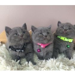 Gatinhos British Azuis com dez semanas de idade disponveis