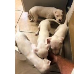 Maravilhosos Dogue Argentino muito meigos