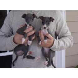 Cachorros Galgo Italiano disponivel
